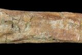 Fossil Hadrosaur (Kritosaurus) Femur - Aguja Formation, Texas #76731-2
